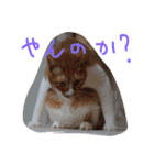 もんのすけ君（個別スタンプ：23）