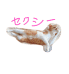 もんのすけ君（個別スタンプ：24）