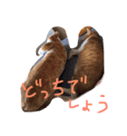 もんのすけ君（個別スタンプ：27）