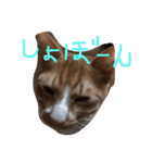 もんのすけ君（個別スタンプ：31）