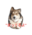 コーギーのクッキーとなかま（個別スタンプ：1）