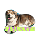 コーギーのクッキーとなかま（個別スタンプ：3）
