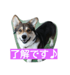 コーギーのクッキーとなかま（個別スタンプ：5）