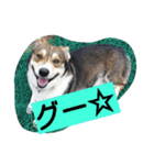 コーギーのクッキーとなかま（個別スタンプ：8）