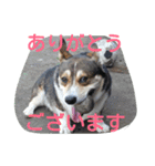 コーギーのクッキーとなかま（個別スタンプ：10）