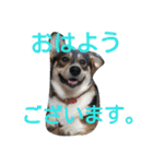 コーギーのクッキーとなかま（個別スタンプ：11）