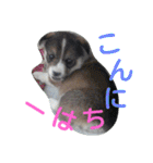 コーギーのクッキーとなかま（個別スタンプ：12）