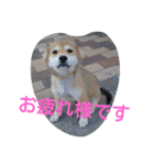 コーギーのクッキーとなかま（個別スタンプ：15）