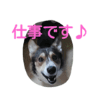 コーギーのクッキーとなかま（個別スタンプ：16）