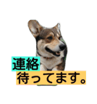 コーギーのクッキーとなかま（個別スタンプ：17）