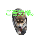 コーギーのクッキーとなかま（個別スタンプ：18）