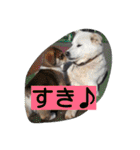 コーギーのクッキーとなかま（個別スタンプ：21）