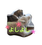 コーギーのクッキーとなかま（個別スタンプ：22）