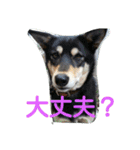 コーギーのクッキーとなかま（個別スタンプ：23）