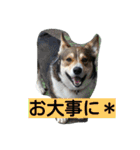 コーギーのクッキーとなかま（個別スタンプ：24）