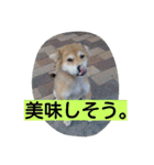 コーギーのクッキーとなかま（個別スタンプ：25）