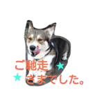 コーギーのクッキーとなかま（個別スタンプ：26）