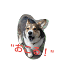 コーギーのクッキーとなかま（個別スタンプ：29）