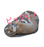 コーギーのクッキーとなかま（個別スタンプ：30）