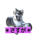 コーギーのクッキーとなかま（個別スタンプ：32）