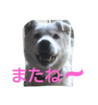 コーギーのクッキーとなかま（個別スタンプ：36）