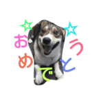 コーギーのクッキーとなかま（個別スタンプ：37）