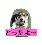 コーギーのクッキーとなかま（個別スタンプ：40）