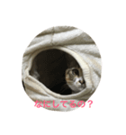 むぎスタ（個別スタンプ：4）
