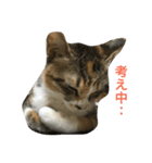 むぎスタ（個別スタンプ：5）