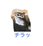 私マロンよぉぉ（個別スタンプ：4）