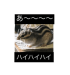 私マロンよぉぉ（個別スタンプ：5）