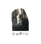 私マロンよぉぉ（個別スタンプ：6）