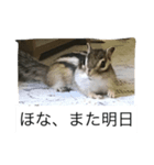 私マロンよぉぉ（個別スタンプ：8）