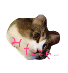 himeda（個別スタンプ：3）