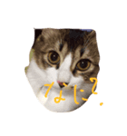 himeda（個別スタンプ：4）