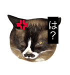 mitacoro（個別スタンプ：2）