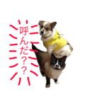 mitacoro（個別スタンプ：3）