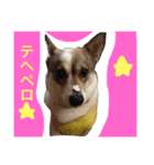 mitacoro（個別スタンプ：7）