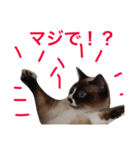 mitacoro（個別スタンプ：8）