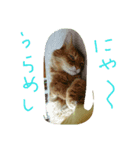 catcatdoog（個別スタンプ：1）