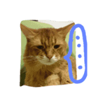 catcatdoog（個別スタンプ：3）