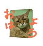 catcatdoog（個別スタンプ：4）