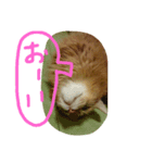 catcatdoog（個別スタンプ：5）