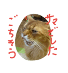 catcatdoog（個別スタンプ：6）