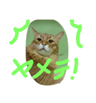 catcatdoog（個別スタンプ：7）