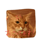 catcatdoog（個別スタンプ：8）