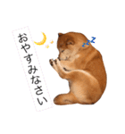 柴犬はるるちゃん②（個別スタンプ：1）