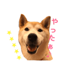 柴犬はるるちゃん②（個別スタンプ：2）