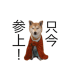 柴犬はるるちゃん②（個別スタンプ：3）