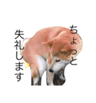 柴犬はるるちゃん②（個別スタンプ：4）